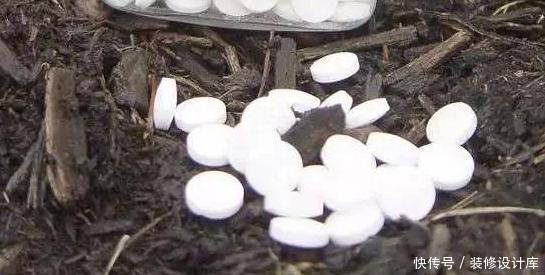 植株|养花别再买多菌灵了,用它来代替,植株生根快,还能省下不少钱