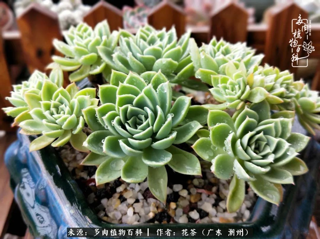 放松心情，静享愉悦，阳光下的多肉是最美的！