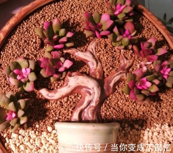 关于多肉拼盘,4个要点不能忘,不然很难养好