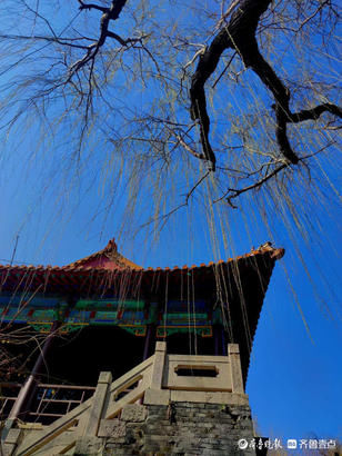 老年|就地过年春在身边｜牛年佳节春来早，济南趵突泉垂柳发新芽