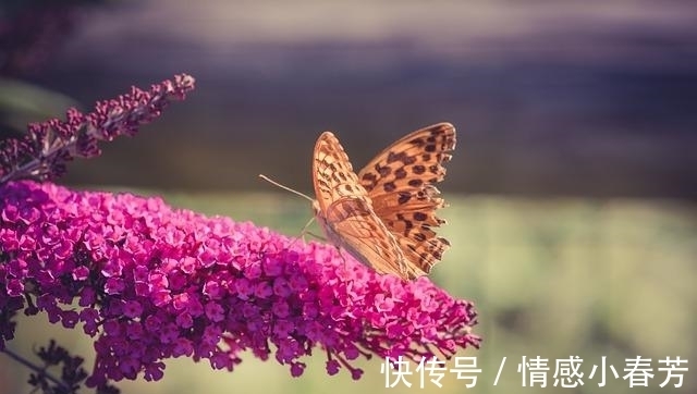 星座|15天后，桃花逆袭，两情相依，3星座再续前缘，携手恩爱一生