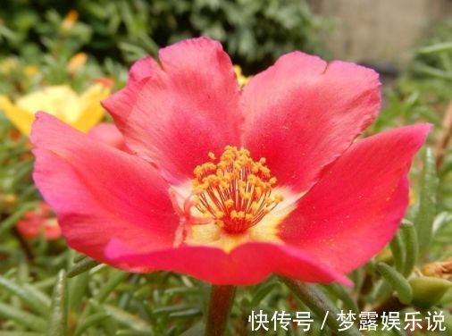 花卉|养花就养盆颜值高的花卉，四季开花，媲美玫瑰，观赏价值高，超美