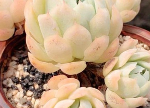 给多肉喂上这种“小零食”，新芽呼呼长，叶片肥厚，长得水灵灵的