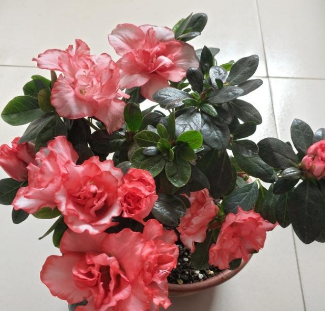 养护|春天就养5种花,好养又漂亮,花团锦簇,人见人爱!