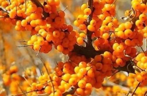 异常|血管不好,睡觉时会有3个异常,如果没有,血管还算不错