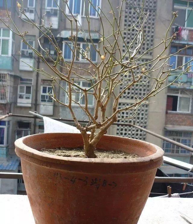 茉莉狠心剪几刀,呼呼窜成3层塔,开花满树香味足