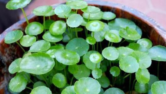 想让铜钱草“爆盆”，学会“小窍门”，一个月疯长爆盆，叶大又圆