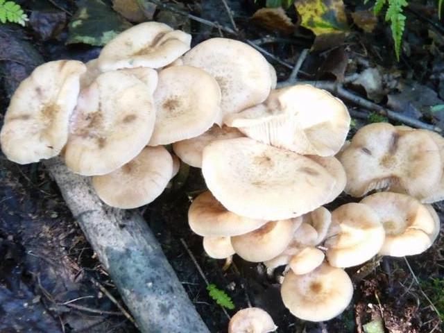 糖尿病患者|藏在身边的天然“吸糖王”,每天坚持吃,或稳定血糖不上升!