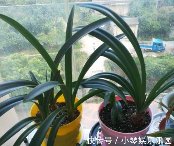 朱顶红开完花不能剪，施点肥水，一年爆出好多球！