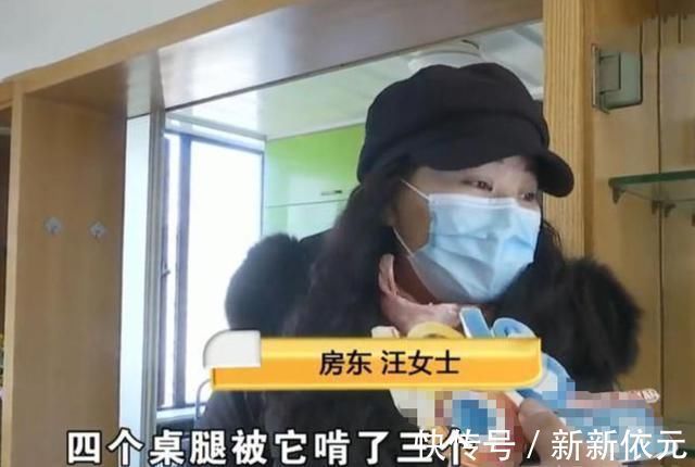 租房|将房屋租给爱狗人士,收房时险些哭出声,房客:维修是房主的事