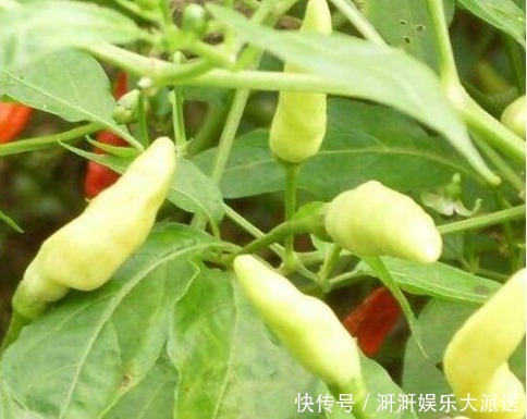 医生|医生提醒现在吃以下3种野菜,预防糖尿病,降胆固醇,抑制肿瘤