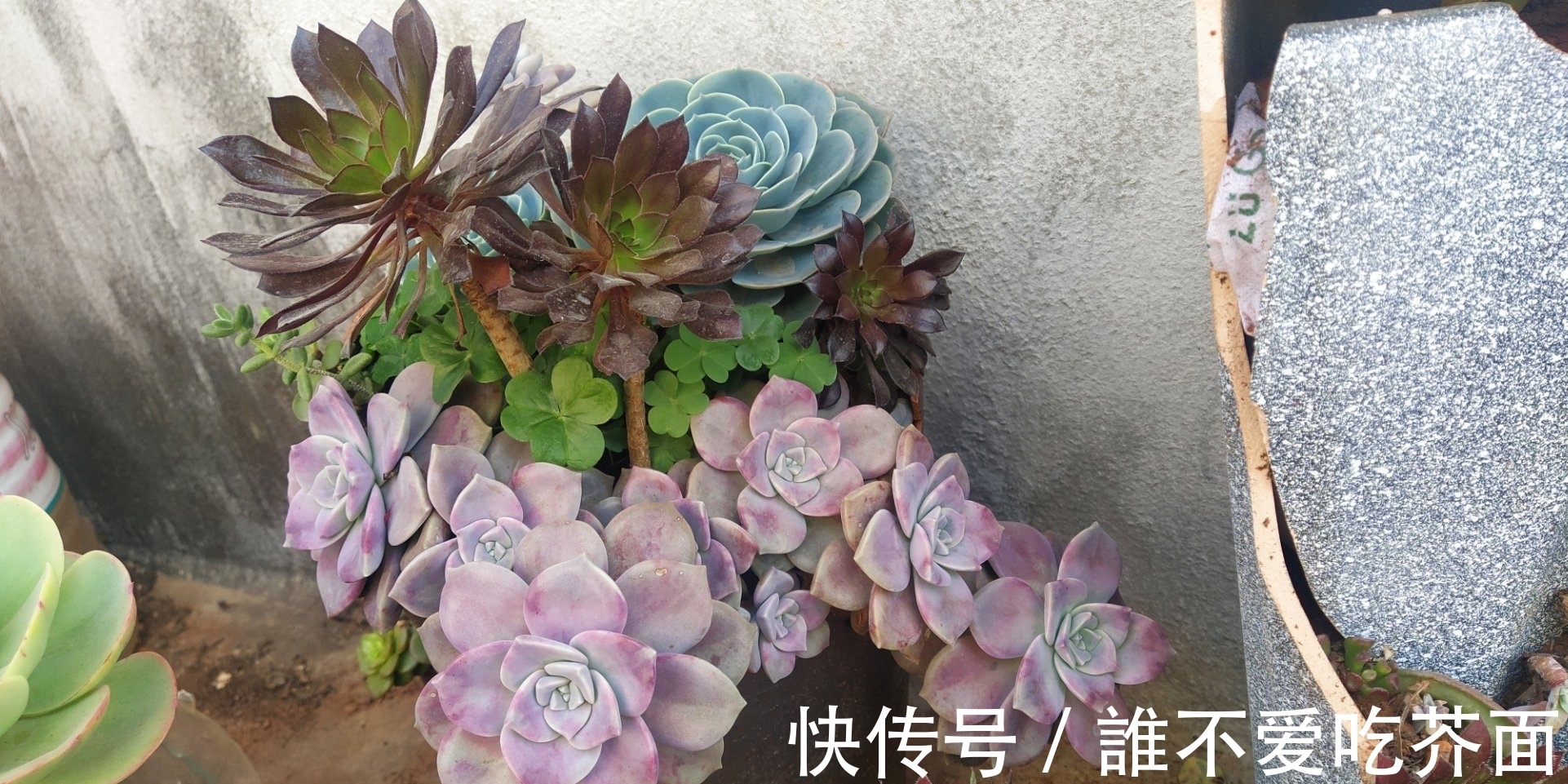 根系|多肉有“三怕”,入冬养护要避开,猛蹿芽冒新根,憋成群生肉墩子