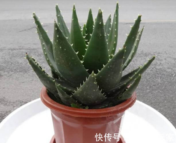 止痒|养芦荟,就要做好“几点”,叶肥芽多,还能美容止痒,家中必备