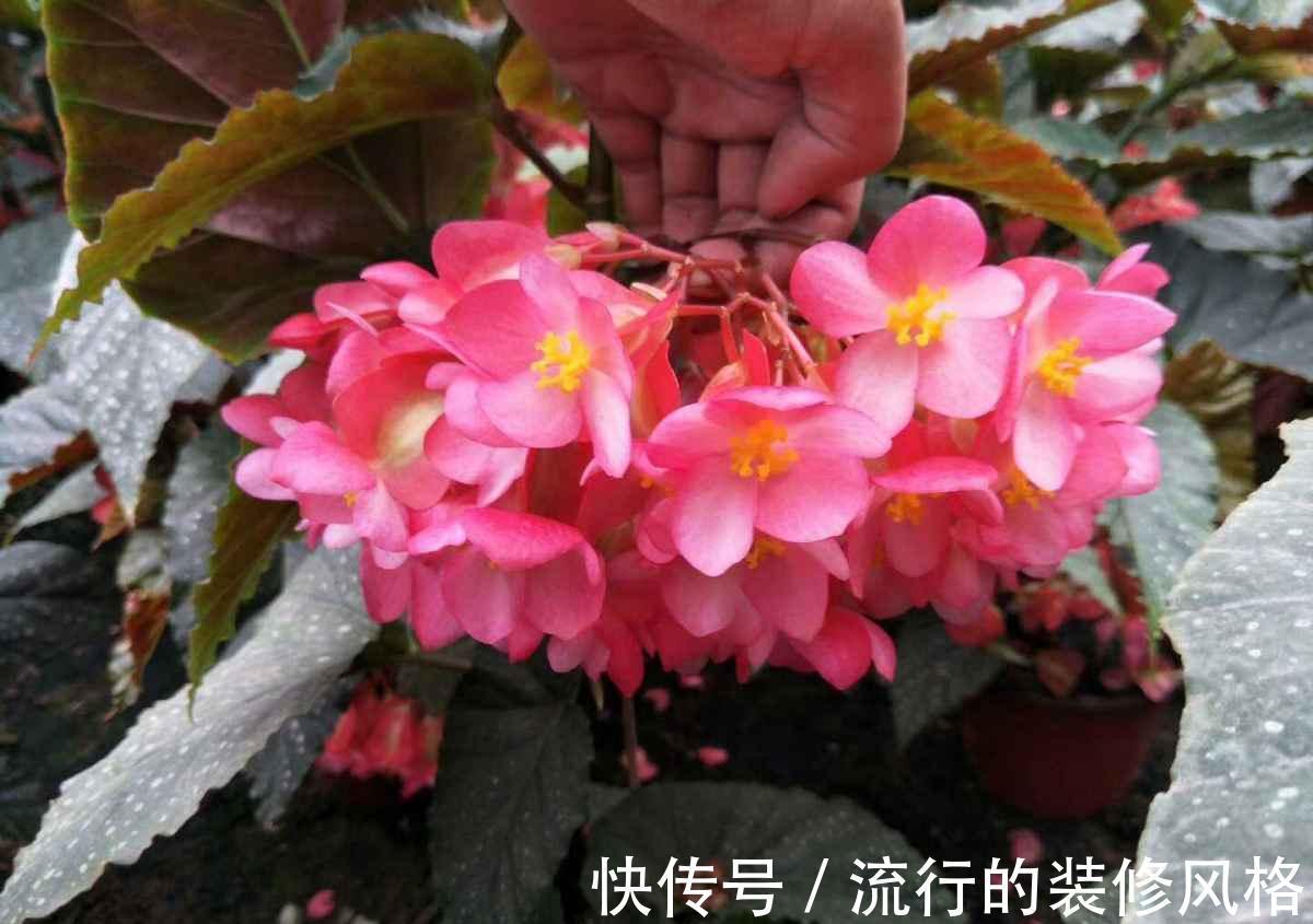 4种花不能淋雨,一淋就黑腐烂根,最后只剩个空盆
