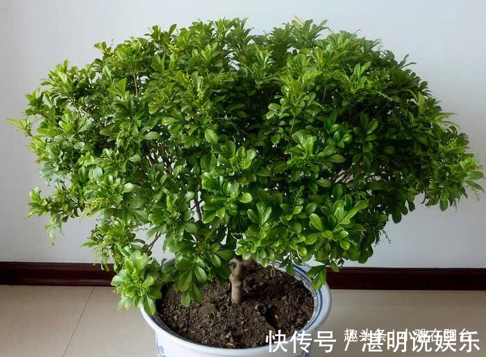 病虫害|米兰花怎么修剪一个修剪“小窍门”,植株饱满,枝繁叶茂开花多