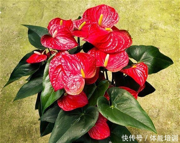 过年买花就选这“4种”，花名自带“鸿运”，寓意“好运连连”！
