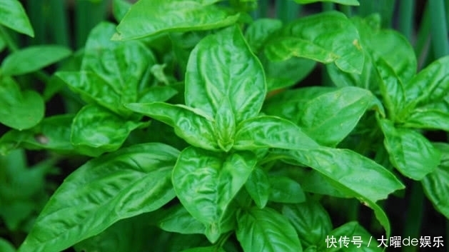 口臭|口臭“天然药”找到了,经常吃一点,调理肠胃,口臭慢慢消失