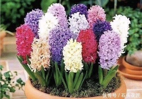 香水|把5种花养在家里,就像喷了“香水”一样,香气扑鼻