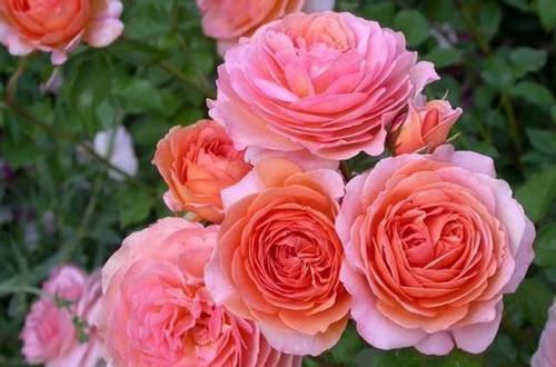  带有|比“手掌”还大的3款月季，花色十分美艳，带有强香，阳台党必养