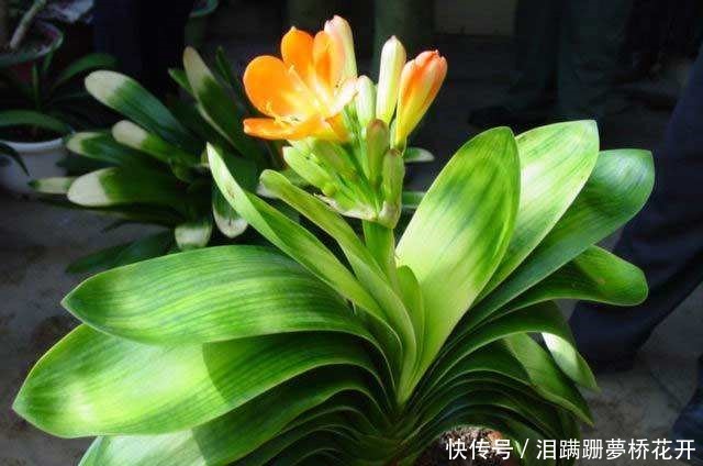 君子兰盆里加“一料”，生长迅速不烂根，叶子油绿，花开旺