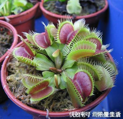 窗台|蚊子害怕这“5种花”,夏天养1盆,蚊虫躲的远,安心睡觉