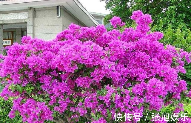 枝条|想让三角梅爆炸式开花,打顶很重要,学会2个小技巧,轻松开爆盆