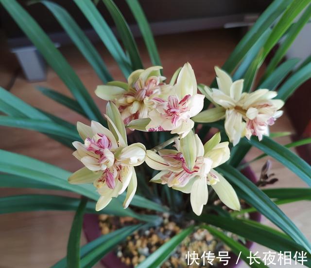 建议别错过的兰花之王,花朵够大开花够多,香味纯正,还特别好养