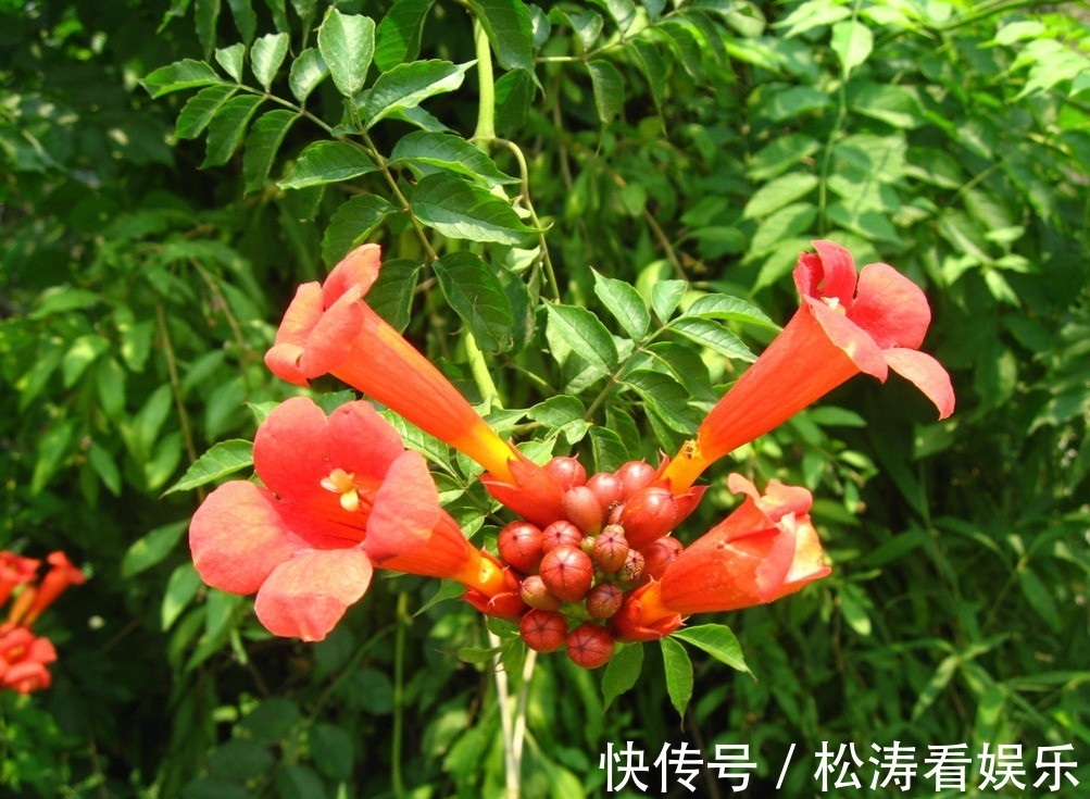 凌霄|此花是声誉的象征，是对母亲的热情与爱，是理想的花卉