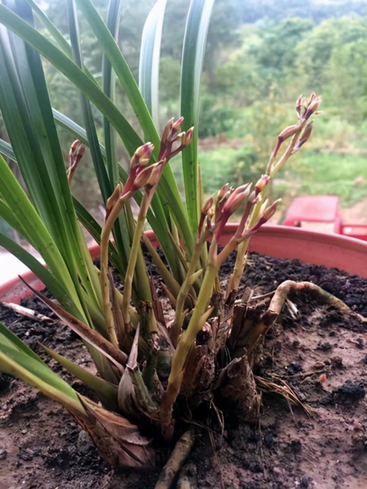 兰花|养兰花要定时换盆,脱盆、修剪、上盆及养护,每步都有注意事项