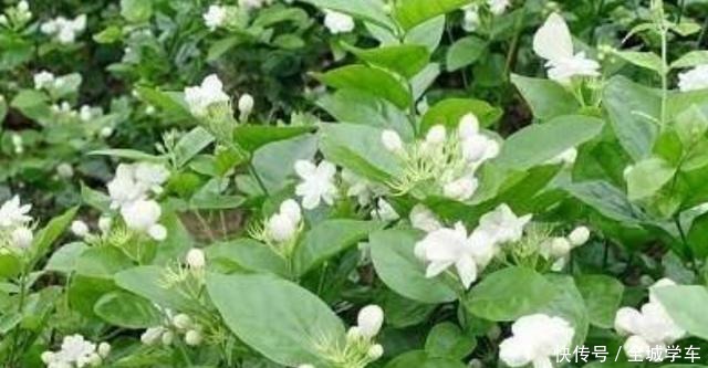 茉莉花有四个“喜好”,了解掌握,花开满枝香满园!
