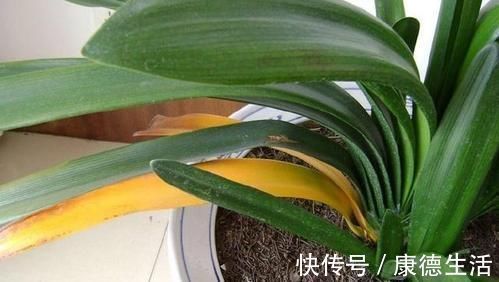 君子兰总黄叶教你这样养,叶子挺拔如折扇,又肥又绿
