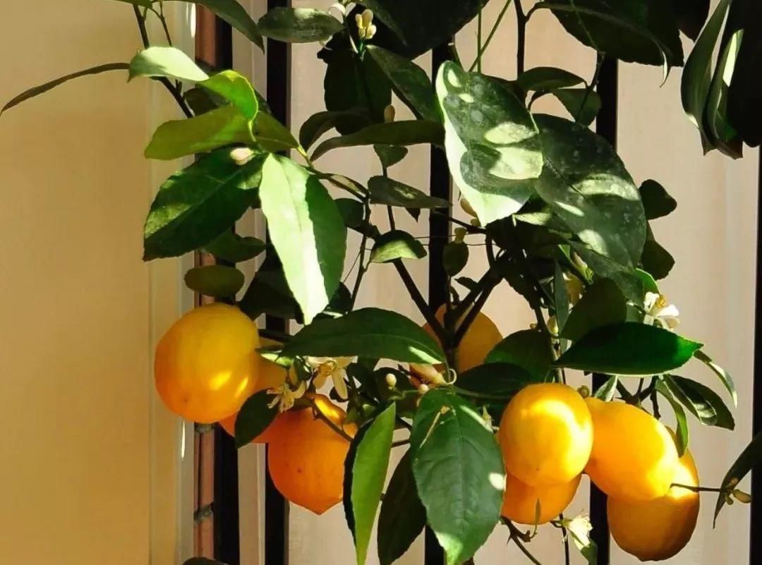 人养花,花也养人,家里养这10种花,越养越健康