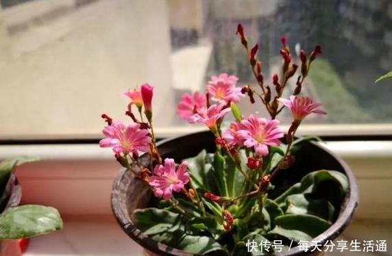 养多肉当选露薇花,好看好养爱开花,带回家盆栽记住7点就够了!