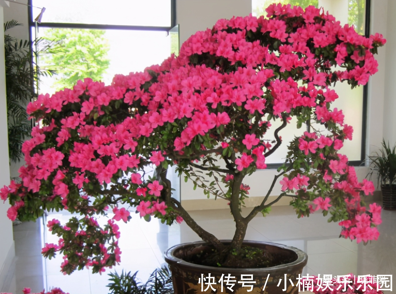 容易被水浇死的“14种花”，手太勤反而养不活