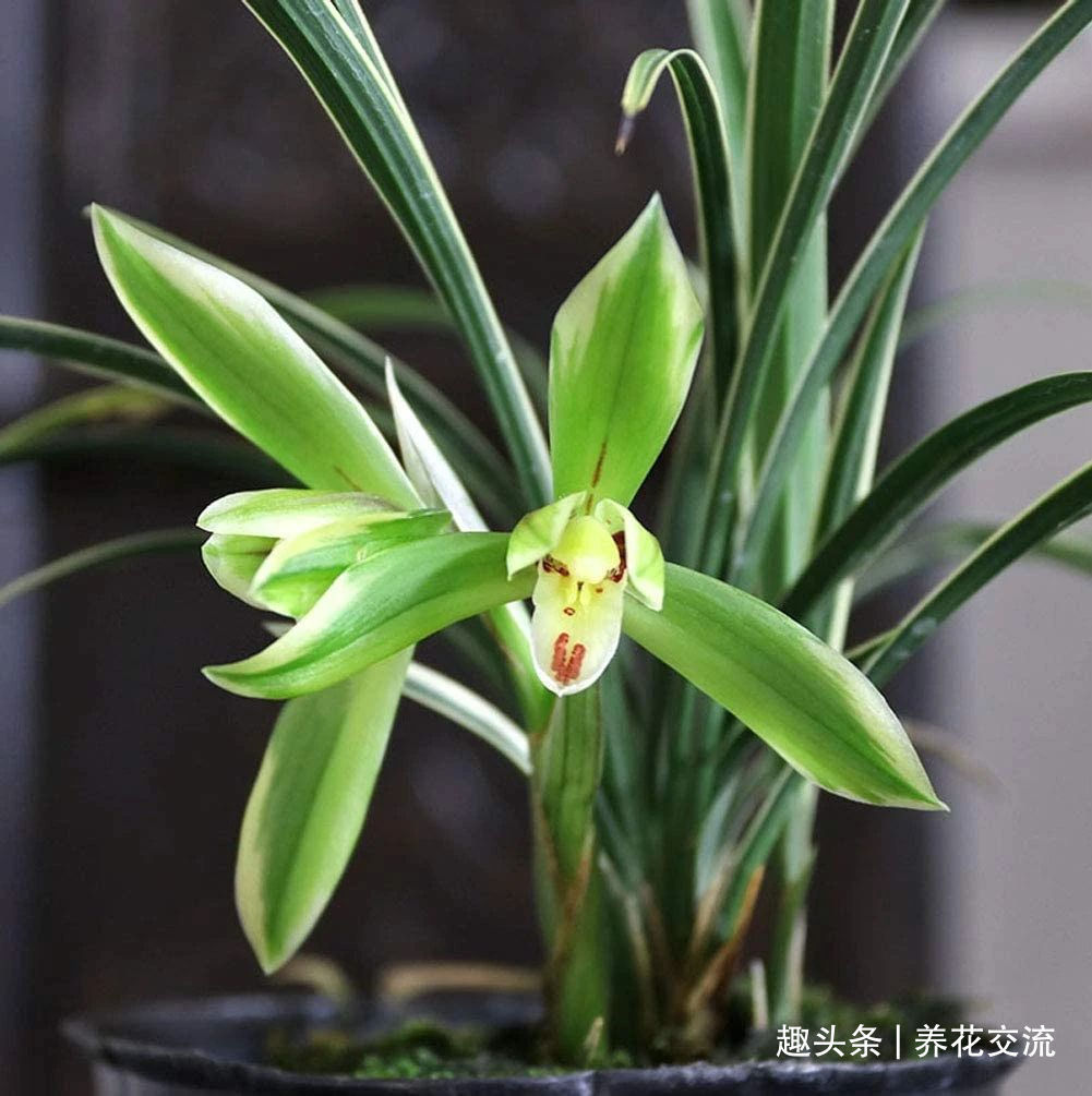 兰花|兰花五大家,春兰、蕙兰、建兰、墨兰和寒兰咋养,养护指南看这里