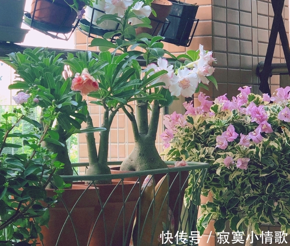 花芽|带大肚子的沙漠玫瑰,养护多注意这5点,霸气镇宅,开花比月季美