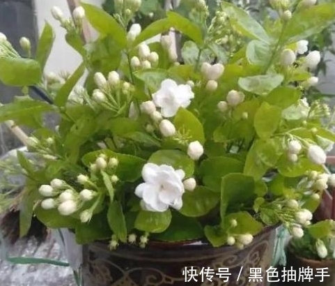 农历八月十一白露后,养什么花?以下3种花,健康如意福乐绵绵