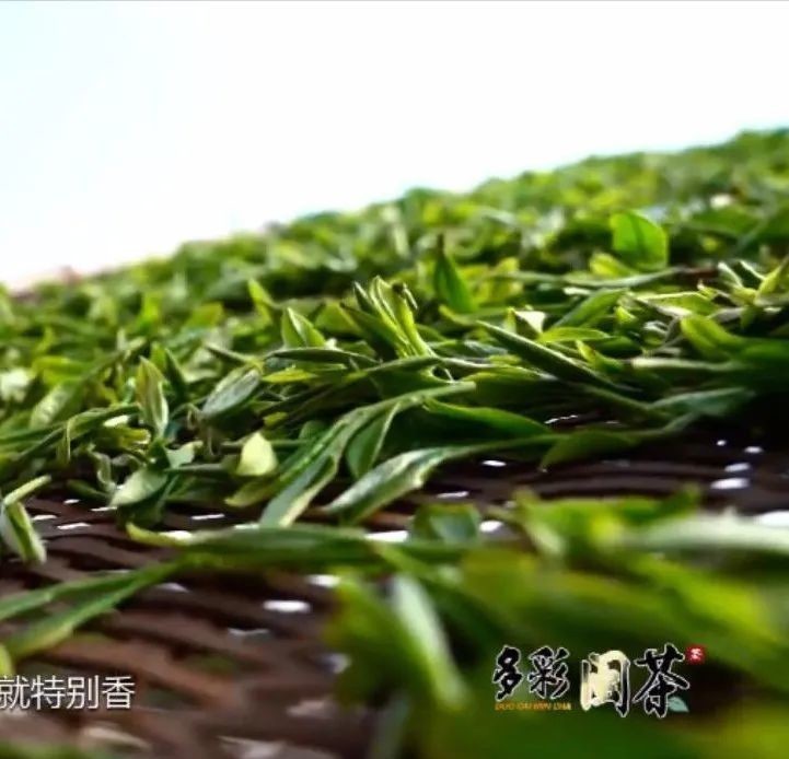 萎凋|老白茶饼是怎样诞生的?好奇就都看过来吧