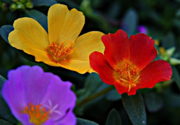 花期超长的植物，花开百日不谢，开成大花球，花开一茬接一茬
