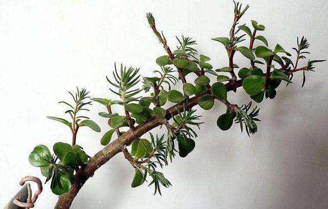 嫁接|农村“除不尽”的杂草,却是治病的“药王”,还能嫁接太阳花