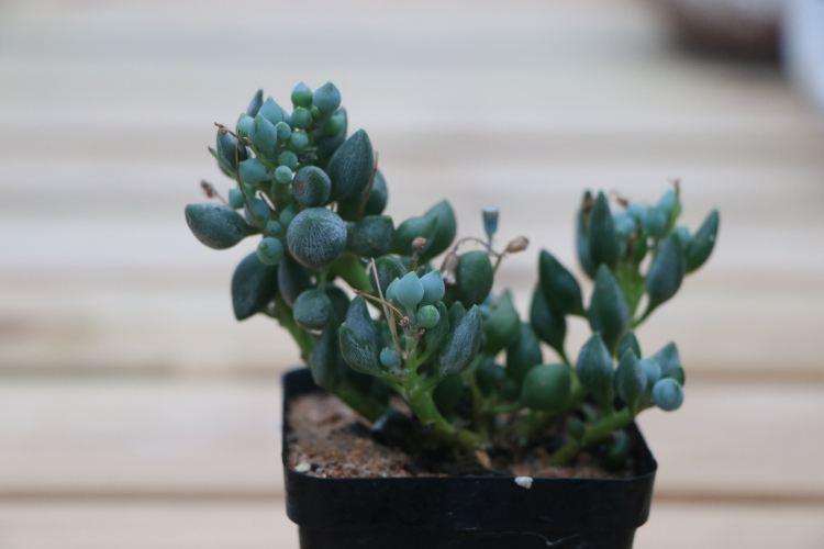 名字好听,长得又好看的多肉—锦上珠,水滴状叶子太好看