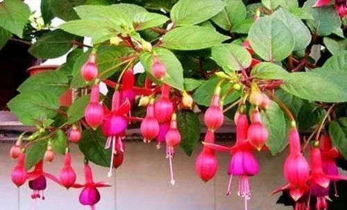 枝条|此花枝条沾土就生根,3个月长满盆,一年能开200天,值得拥有