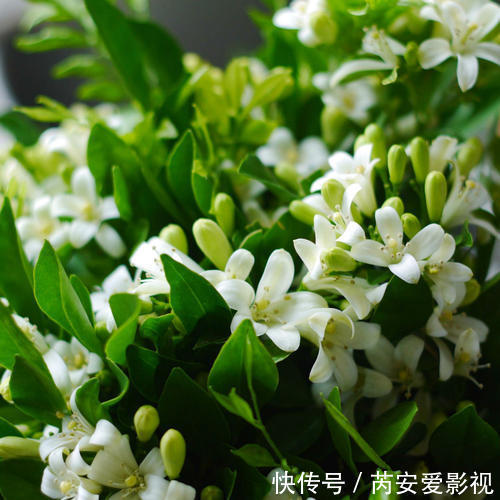 养花|卧室种上6种花,皮实又好养,清新又干净,值得拥有