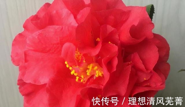 花色|曾一株难求的“红茶花之王”,现在实惠平价!耐寒耐热易打理!