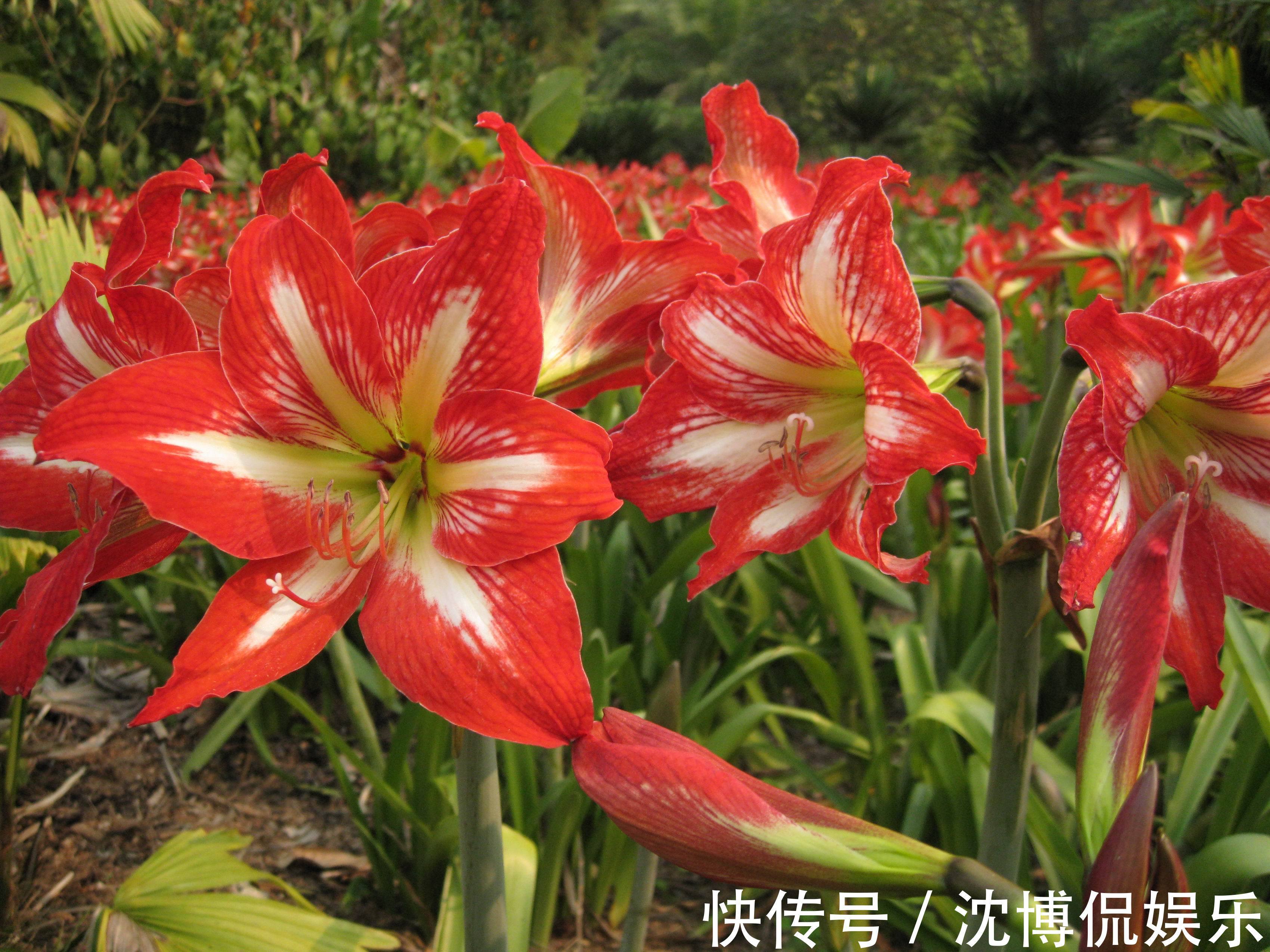 君子兰花|4种“吉利花”,让春节变得喜庆、热闹起来,家里年味都浓了