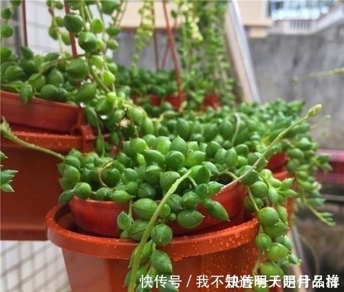 3款“爱哭鼻子”的多肉植物,名字很凄美,出了状态确让人很陶醉