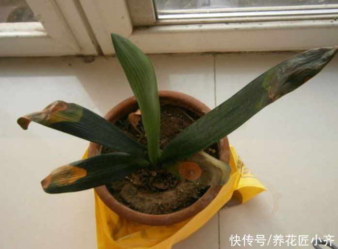 君子兰叶子残缺长“疤”,平时管住手,做好3点,养出“大扇面”