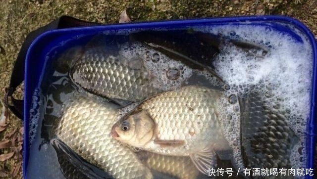 春天如何能钓到大鲫鱼