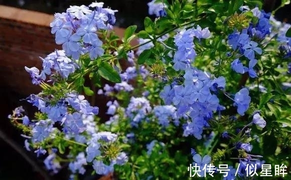 蓝雪|2种花不怕热,越热越开花,一开200多天,现在种1个月就开爆!