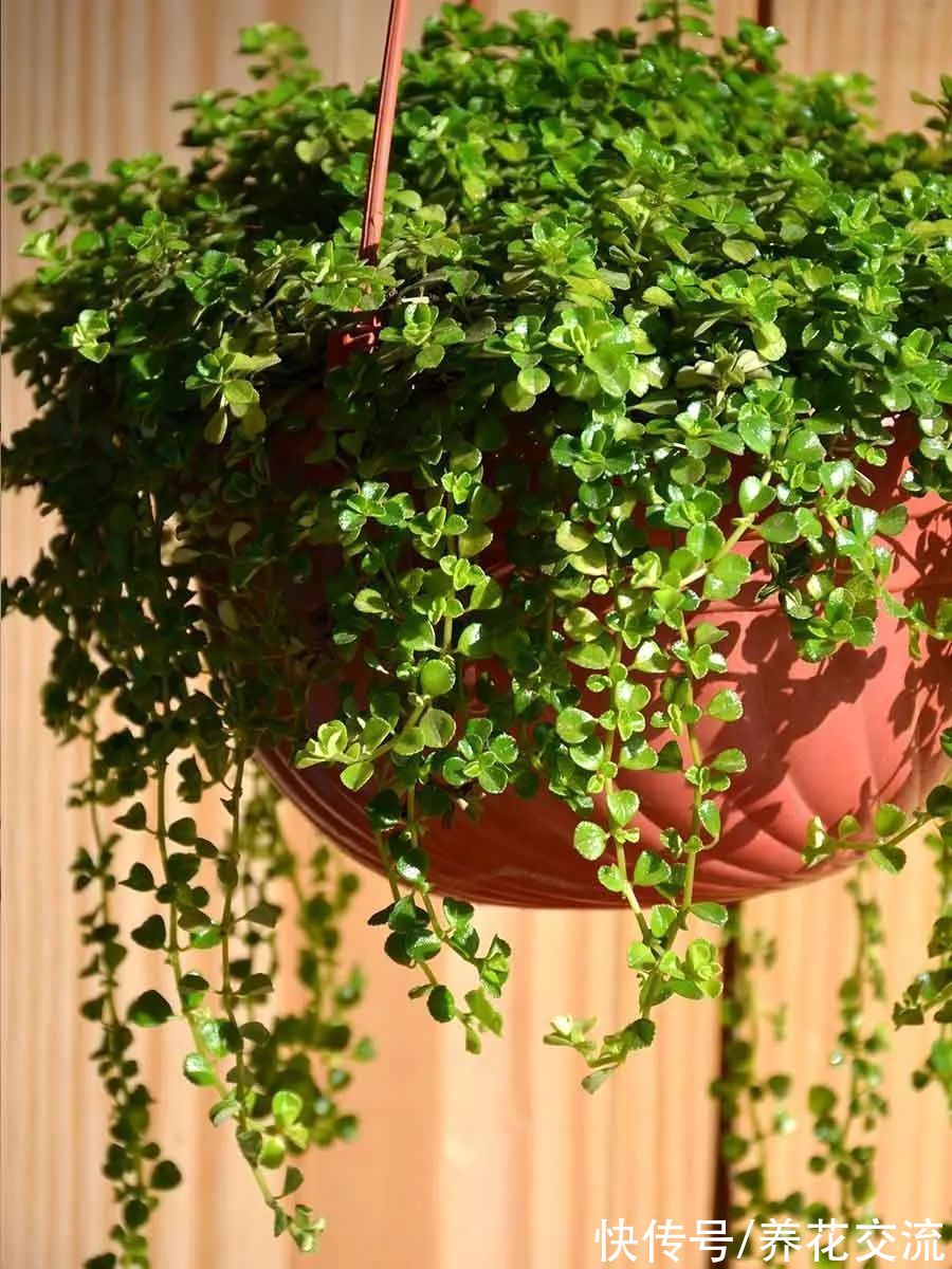 8种小众的垂盆花卉,小巧且可爱,朝东的窗台上可悬挂几盆
